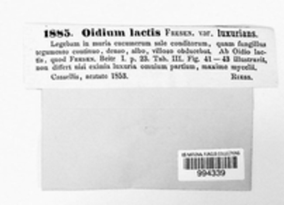 Geotrichum candidum image